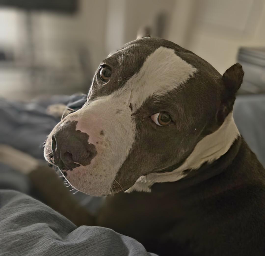 Rox, a Adoptable Pit Bull Terrier in Scottsdale, AZ image 2/3