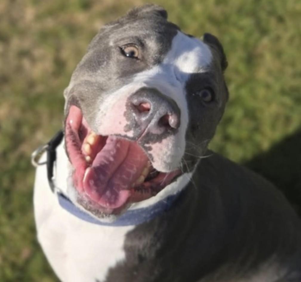 Rox, a Adoptable Pit Bull Terrier in Scottsdale, AZ image 1/3