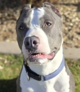 Rox, a Adoptable Pit Bull Terrier in Scottsdale, AZ image 3/3