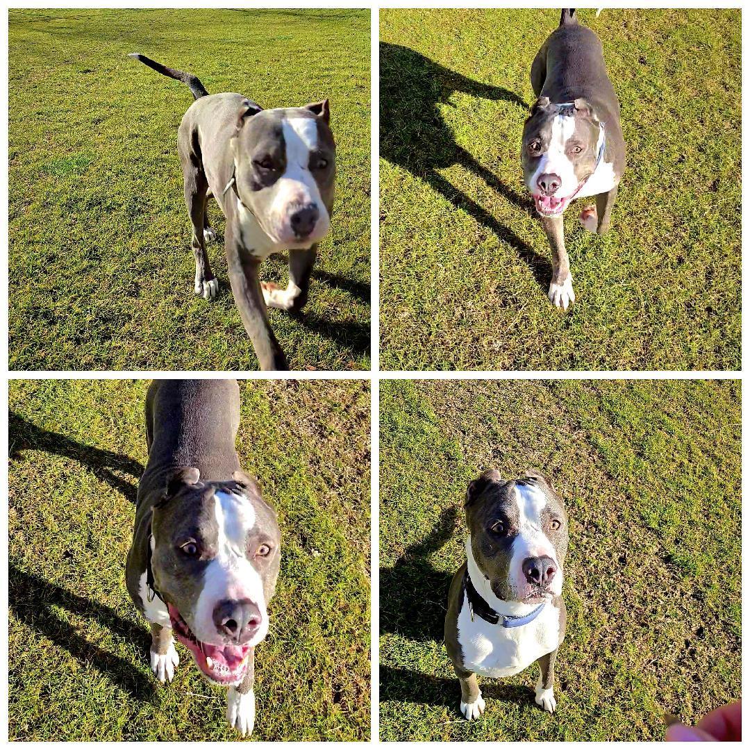 Enlarge Rox, a Adoptable mixed breed in Scottsdale, AZ image 2/4