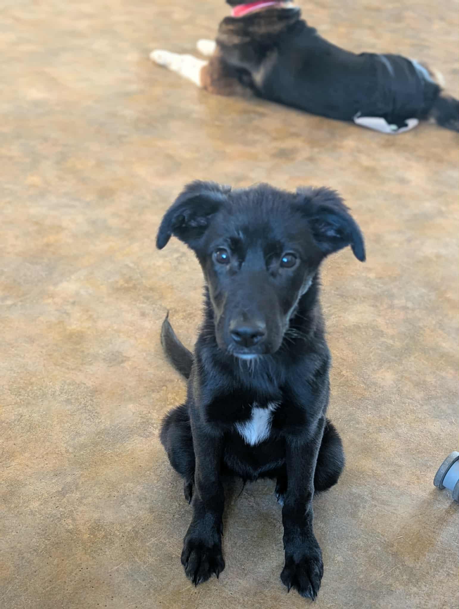 Enlarge Roxxane, an adopted mixed breed in Bethel, AK image 2/3