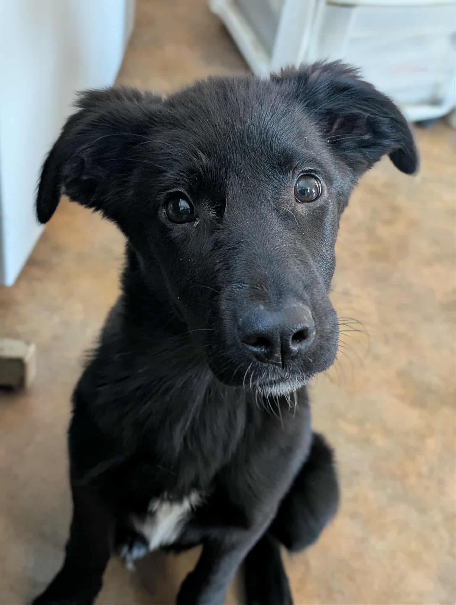 Enlarge Roxxane, an adopted mixed breed in Bethel, AK image 3/3