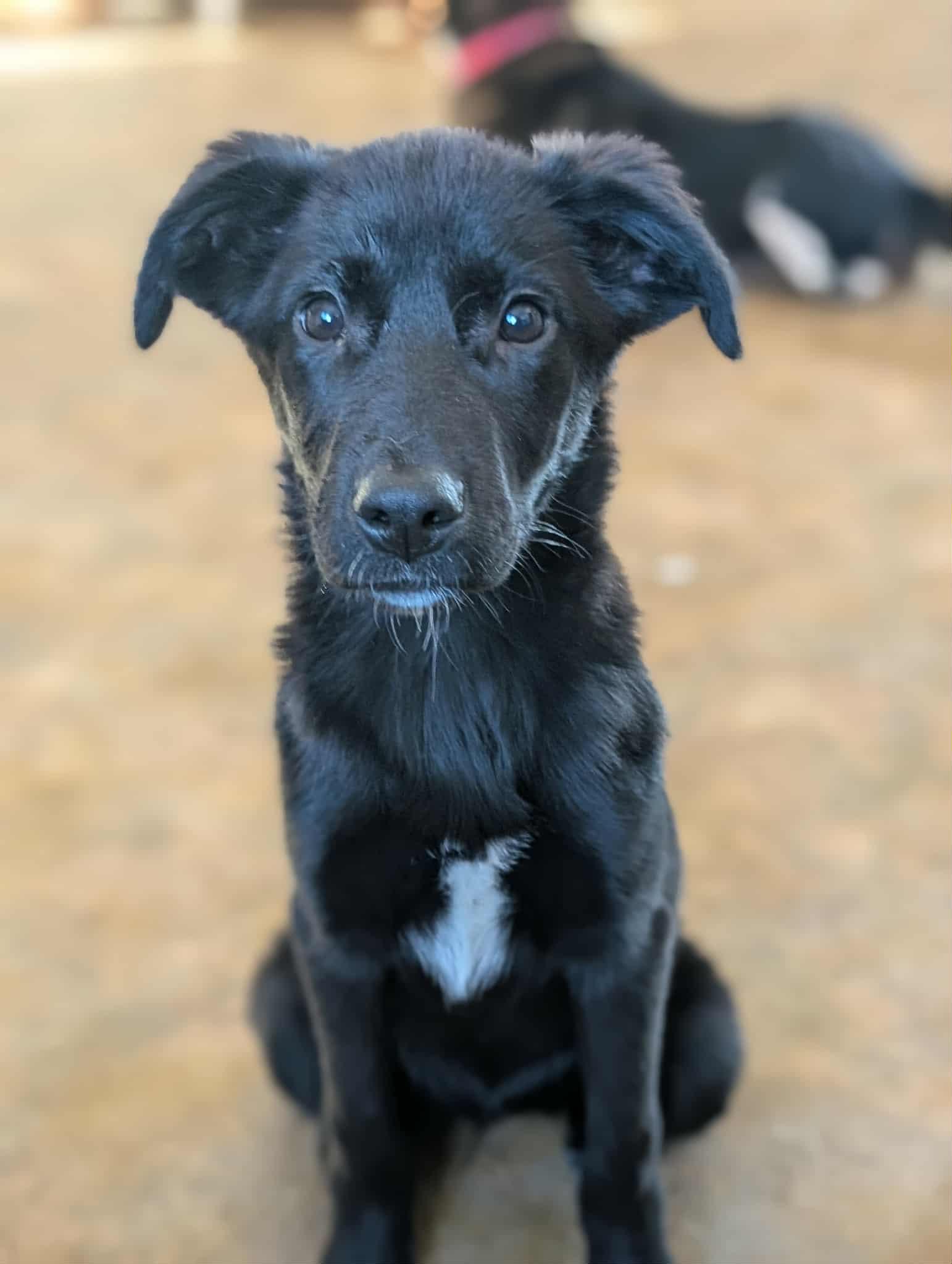 Roxxane, adopted, Puppy Female Black Labrador Retriever & Husky.