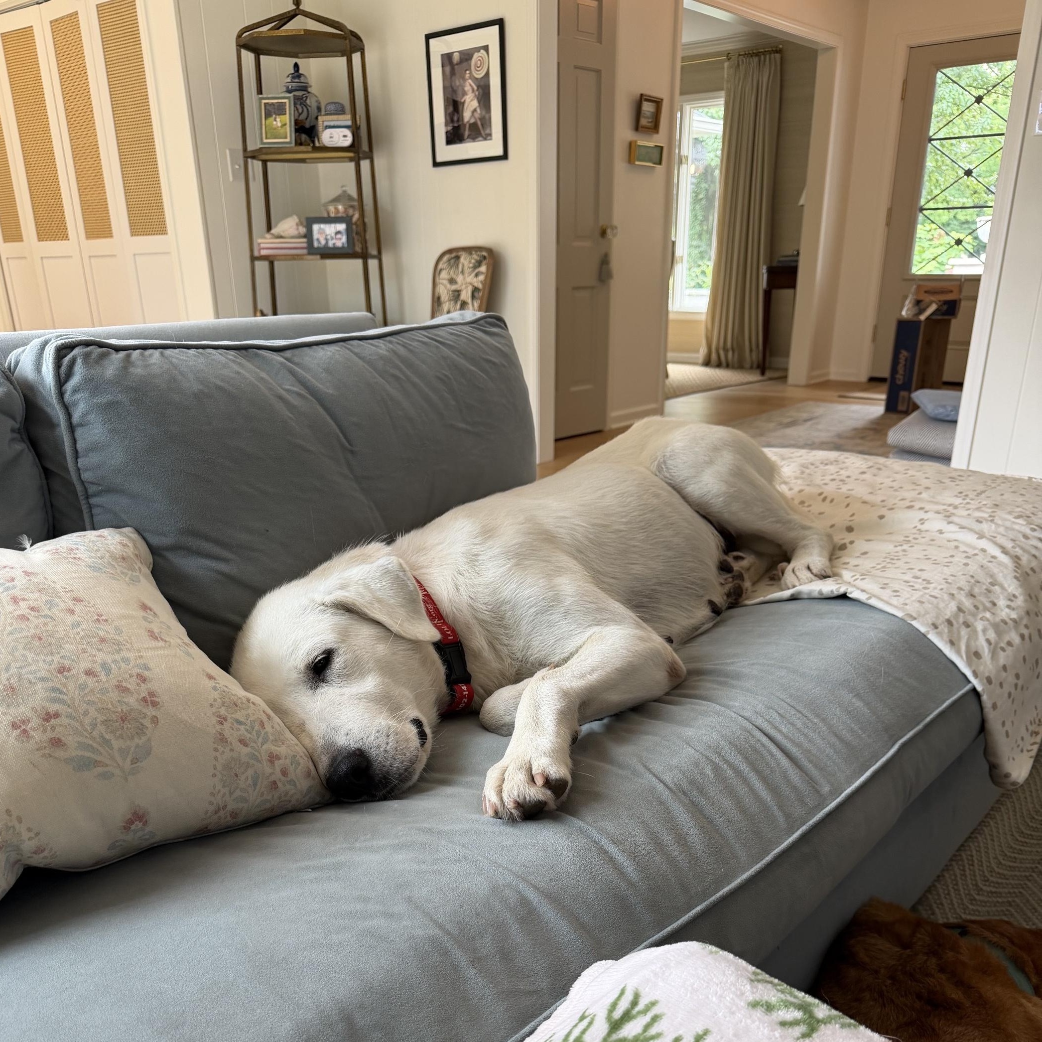 Enlarge Bonnie, an adopted Labrador Retriever in Indianapolis, IN image 6/6