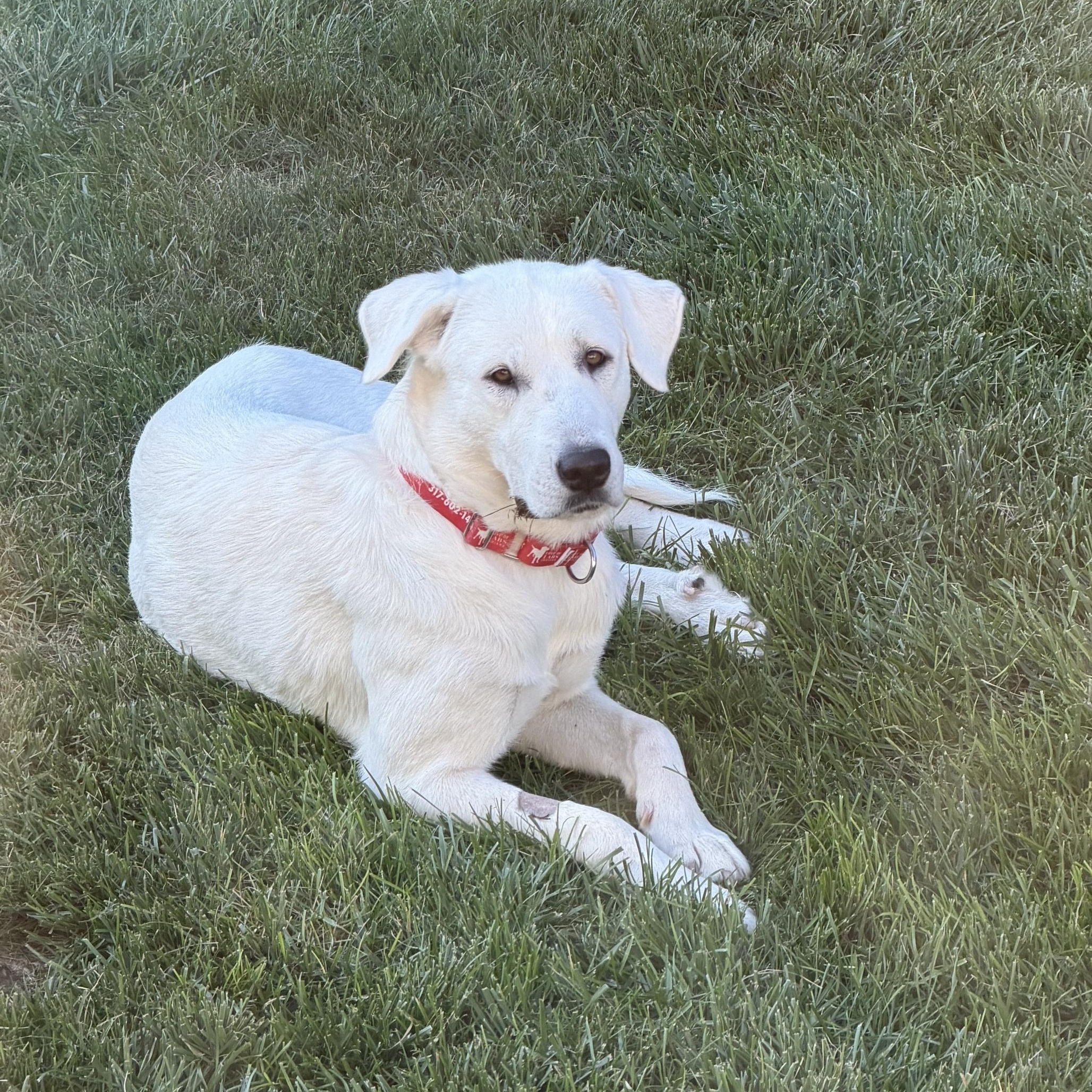 Bonnie, adopted, Young Female Labrador Retriever.