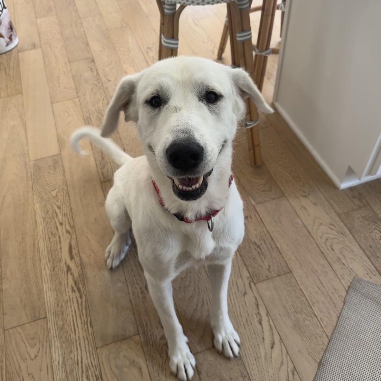 Enlarge Bonnie, an adopted Labrador Retriever in Indianapolis, IN image 3/6