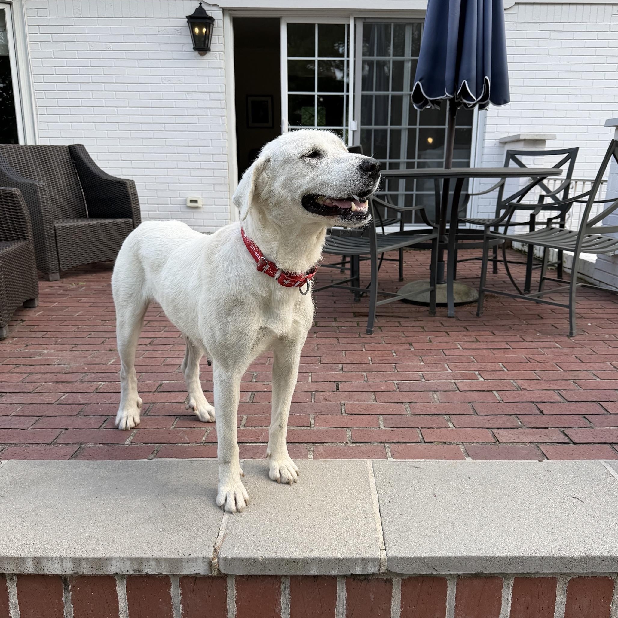 Enlarge Bonnie, an adopted Labrador Retriever in Indianapolis, IN image 2/6