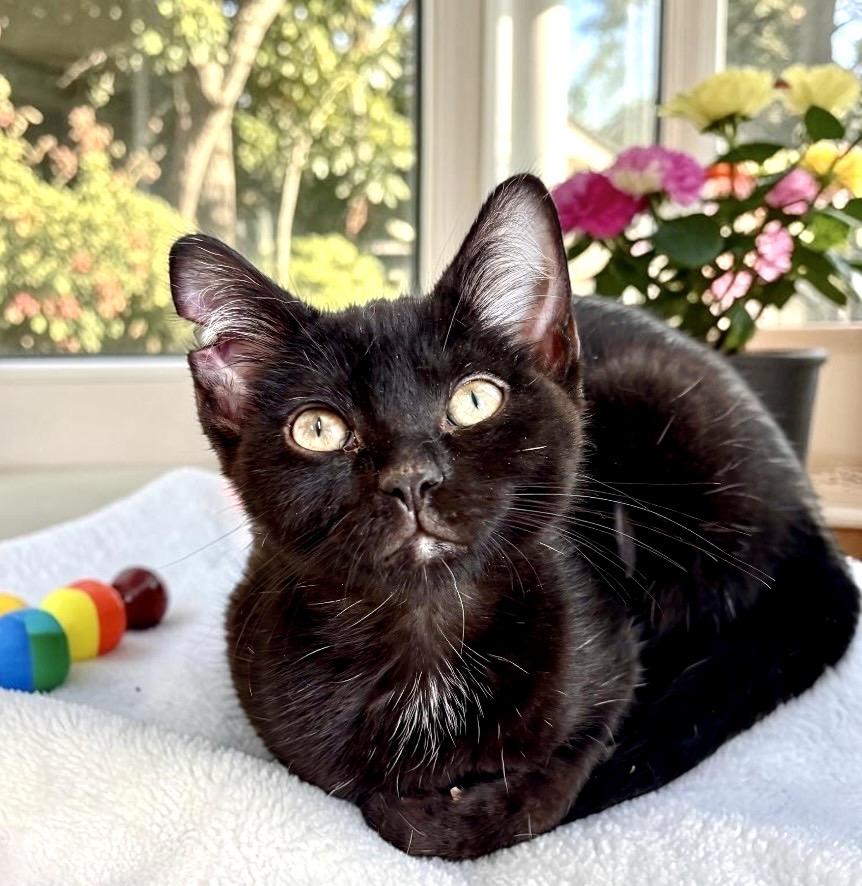 Nina - KITTEN, an adopted Domestic Short Hair in Perry, IA image 2/4