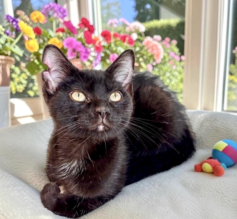 Nina - KITTEN, an adopted Domestic Short Hair in Perry, IA image 4/4