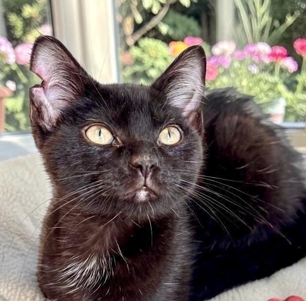 Nina - KITTEN, an adopted Domestic Short Hair in Perry, IA image 1/4