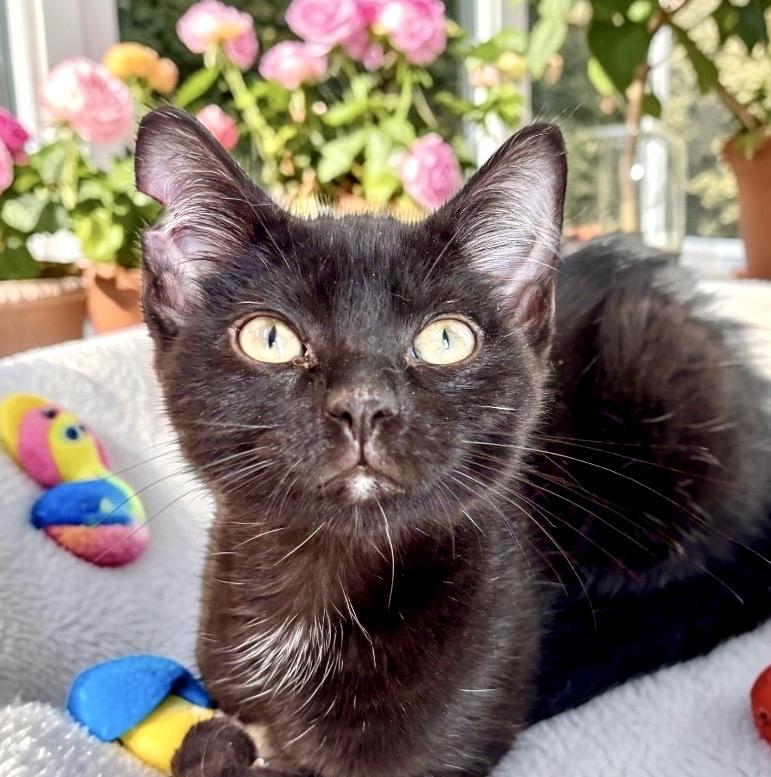 Nina - KITTEN, an adopted Domestic Short Hair in Perry, IA image 3/4