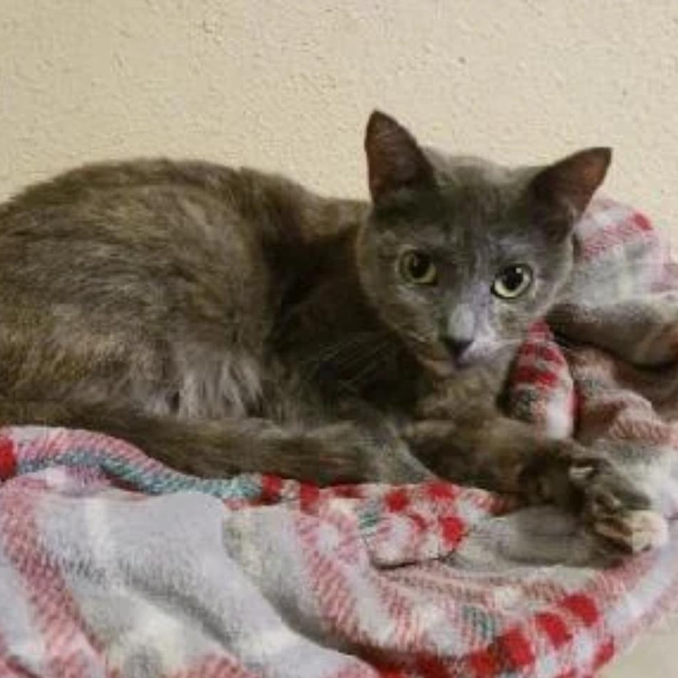 Bobo, ADOPTABLE, Adult Female Dilute Tortoiseshell.