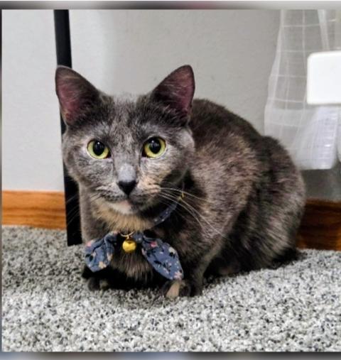 Enlarge Big Boy and BoBo, a ADOPTABLE mixed breed in Waverly, IA image 3/6