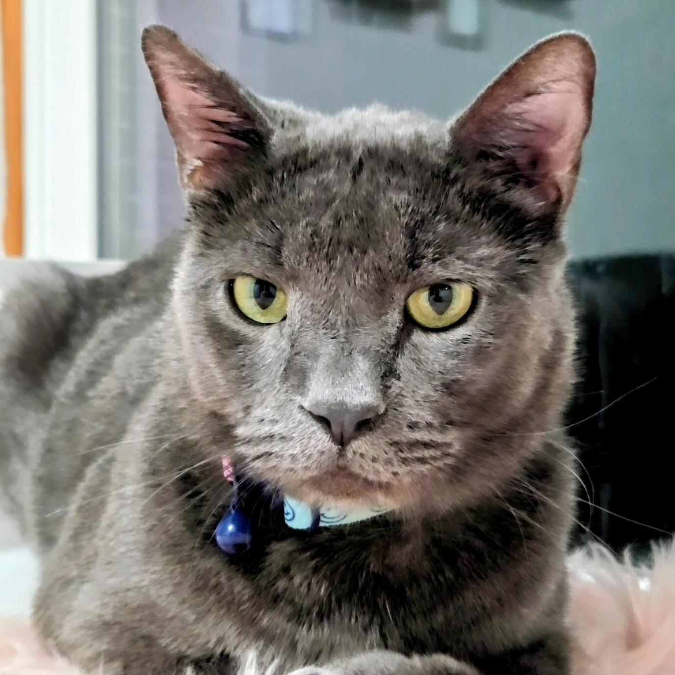 Big Boy, ADOPTABLE, Adult Male Russian Blue & Domestic Short Hair.
