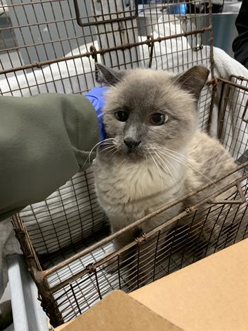 DELILAH, Adoptable, Senior Female Domestic Short Hair.