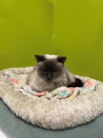 DELILAH, Adoptable, Senior Female Domestic Short Hair.