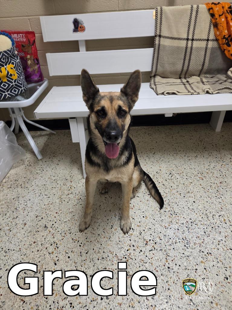 Enlarge Gracie, a Adoptable German Shepherd Dog in Rocky Mount, NC image 1/1