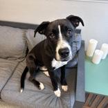 Enlarge Buck, a ADOPTABLE mixed breed in Lansing, MI image 4/5