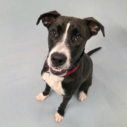 Buck, an adopted mixed breed in Lansing, MI image 6/6