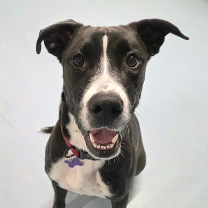 Buck, an adopted mixed breed in Lansing, MI image 1/6