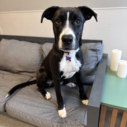 Enlarge Buck, a ADOPTABLE mixed breed in Lansing, MI image 3/5