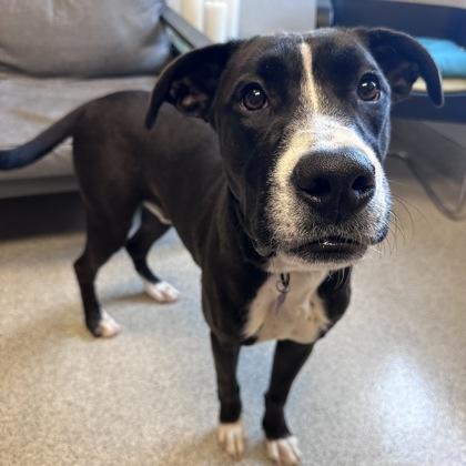 Enlarge Buck, a ADOPTABLE mixed breed in Lansing, MI image 2/5