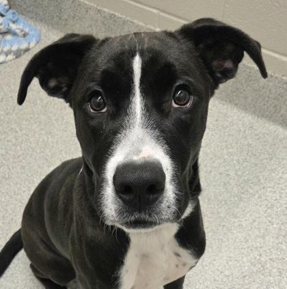 Enlarge Buck, a ADOPTABLE mixed breed in Lansing, MI image 1/5