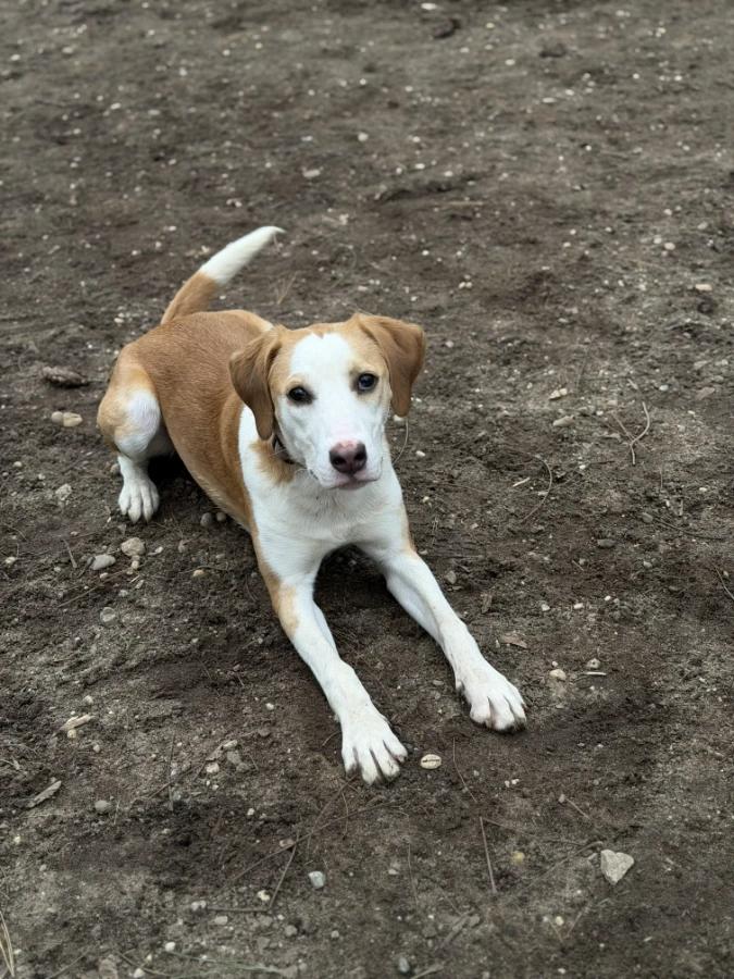 Livy, Adoptable, Puppy Female Beagle & Hound.