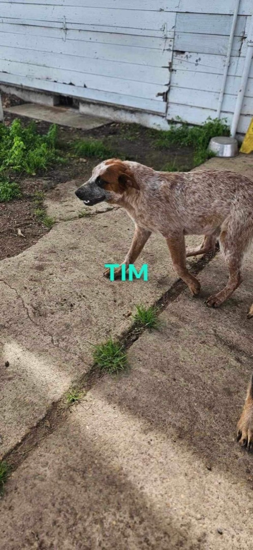 Tim photo 1