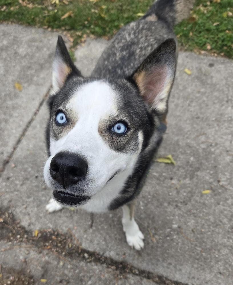 Enlarge AC Khloe, a Adoptable mixed breed in Fremont, NE image 1/3