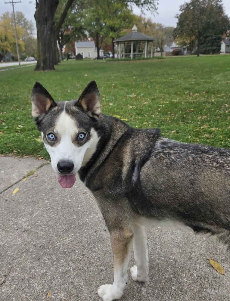 Enlarge AC Khloe, a Adoptable mixed breed in Fremont, NE image 2/3