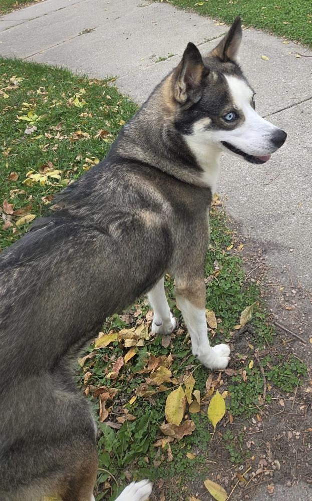 Enlarge AC Khloe, a Adoptable mixed breed in Fremont, NE image 3/3