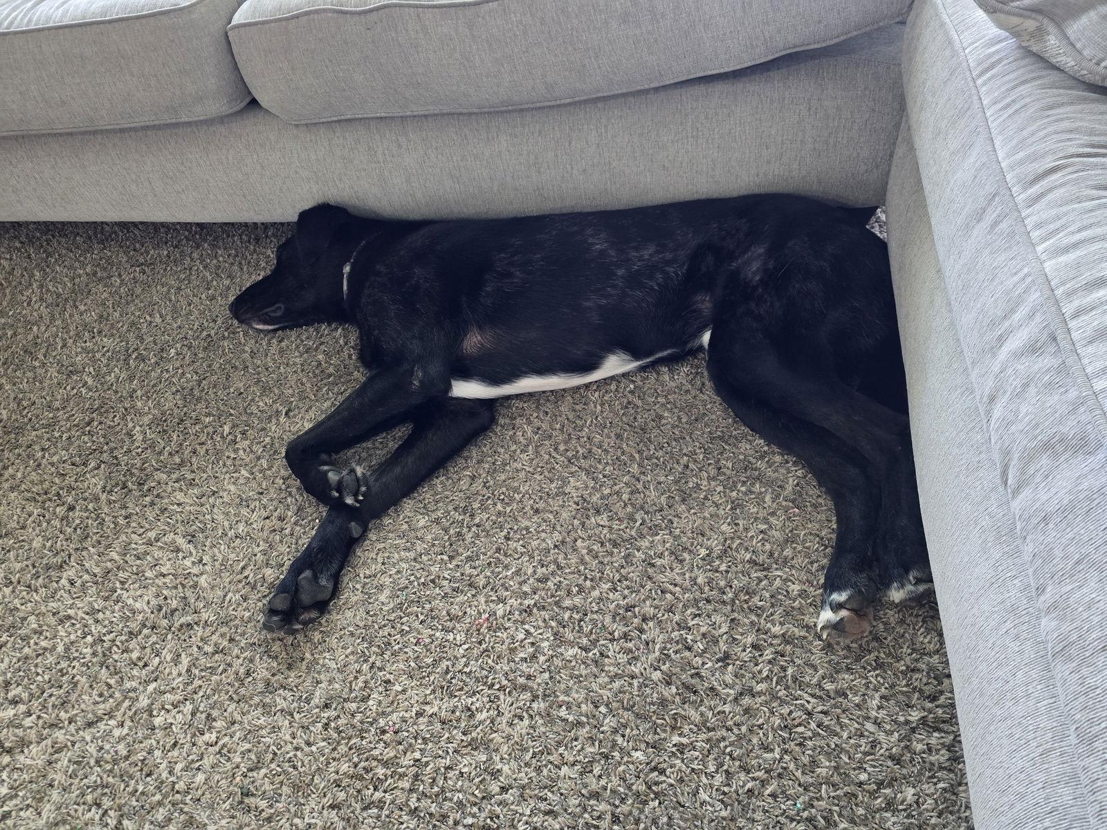 Alfie, a Adoptable mixed breed in McKinney, TX image 3/3