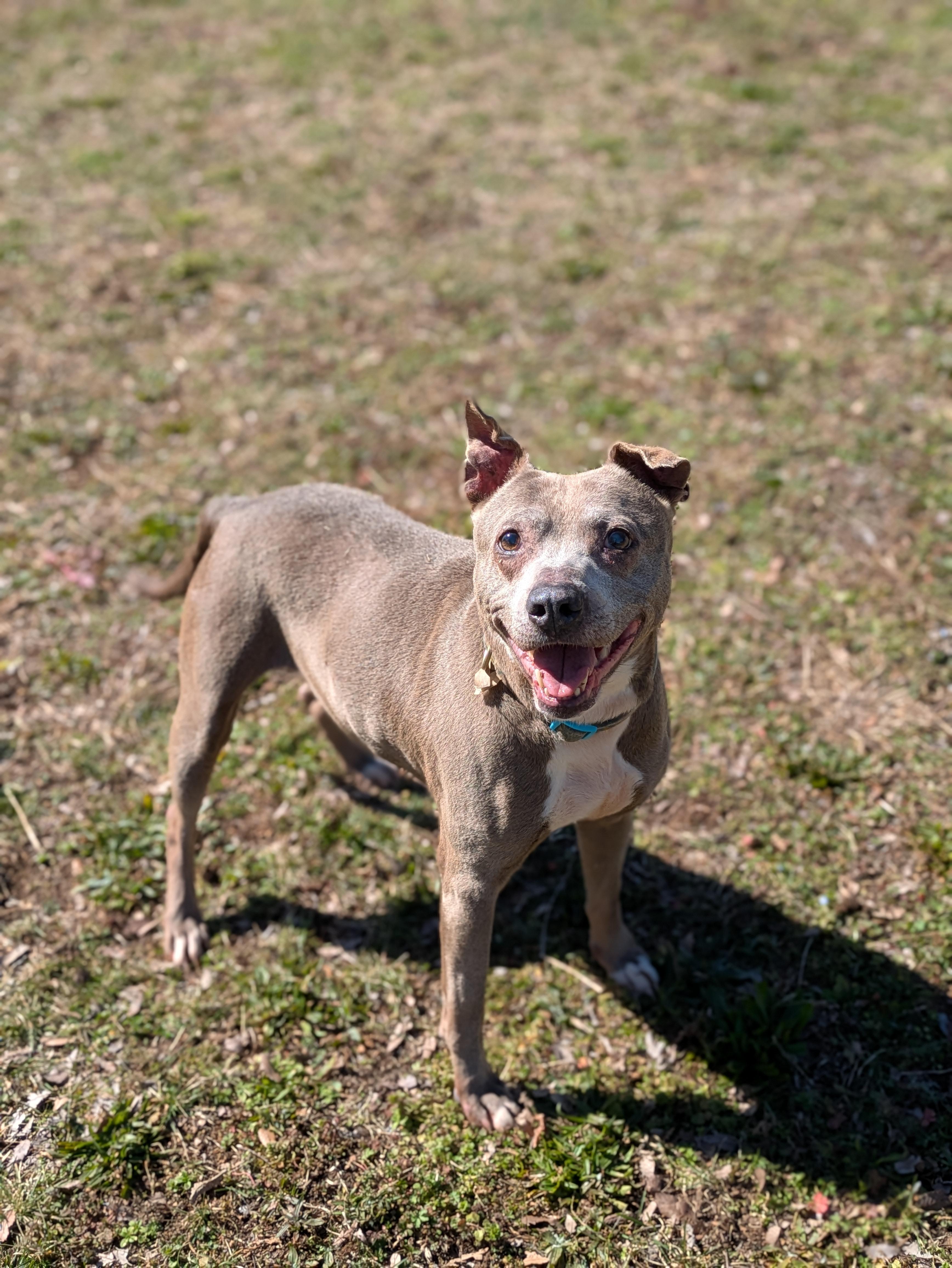 Oma, a Adoptable Terrier in Huntsville, AL image 3/6