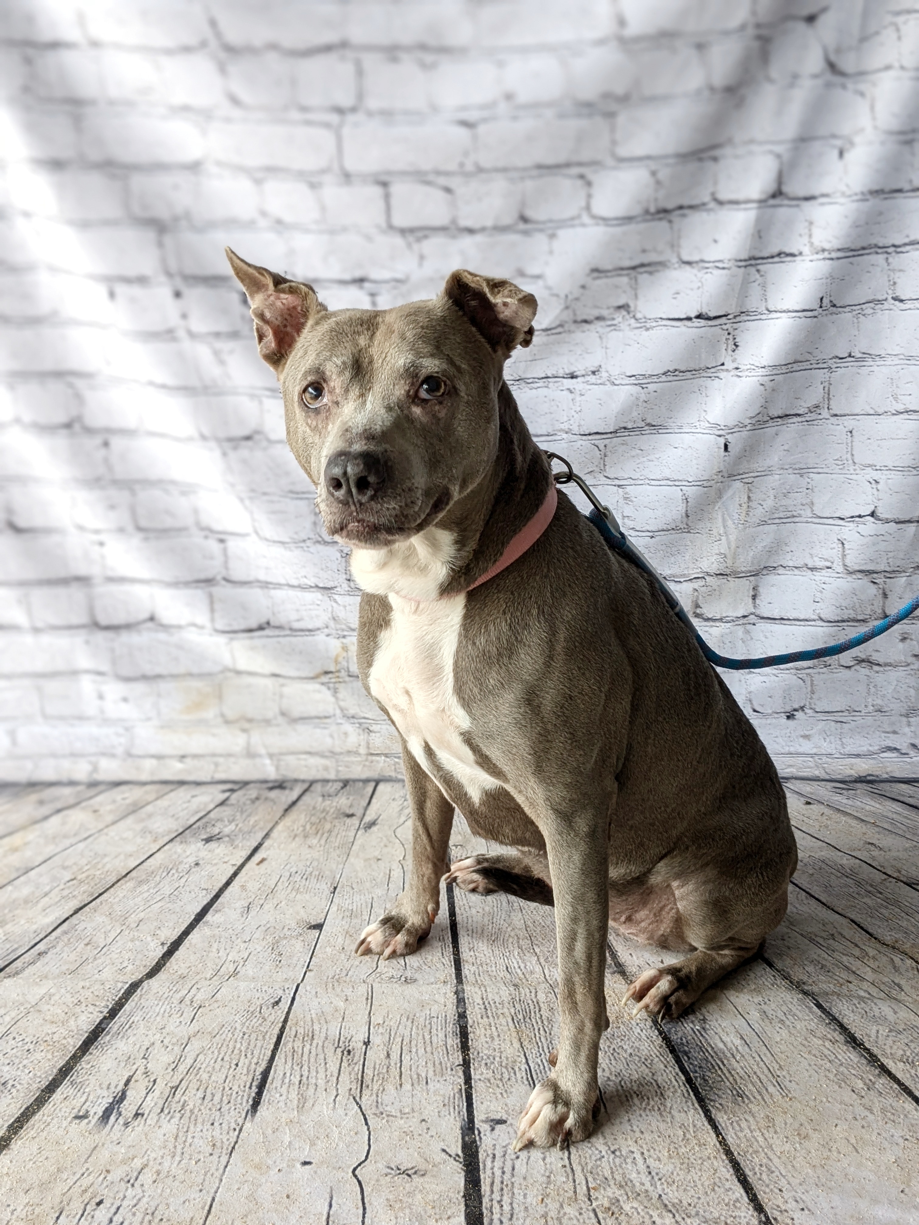 Oma, a Adoptable Terrier in Huntsville, AL image 4/6