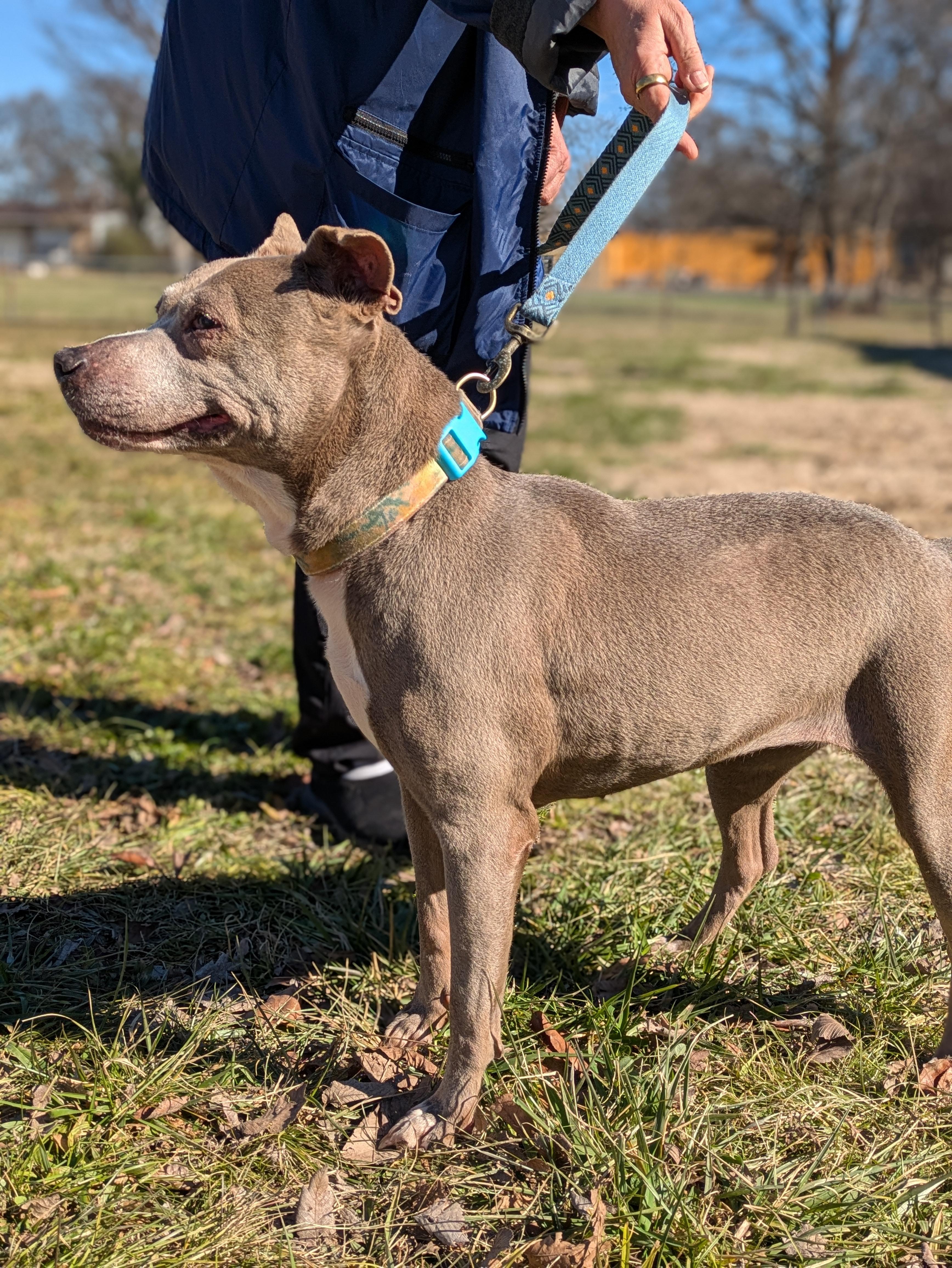 Oma, a Adoptable Terrier in Huntsville, AL image 5/6