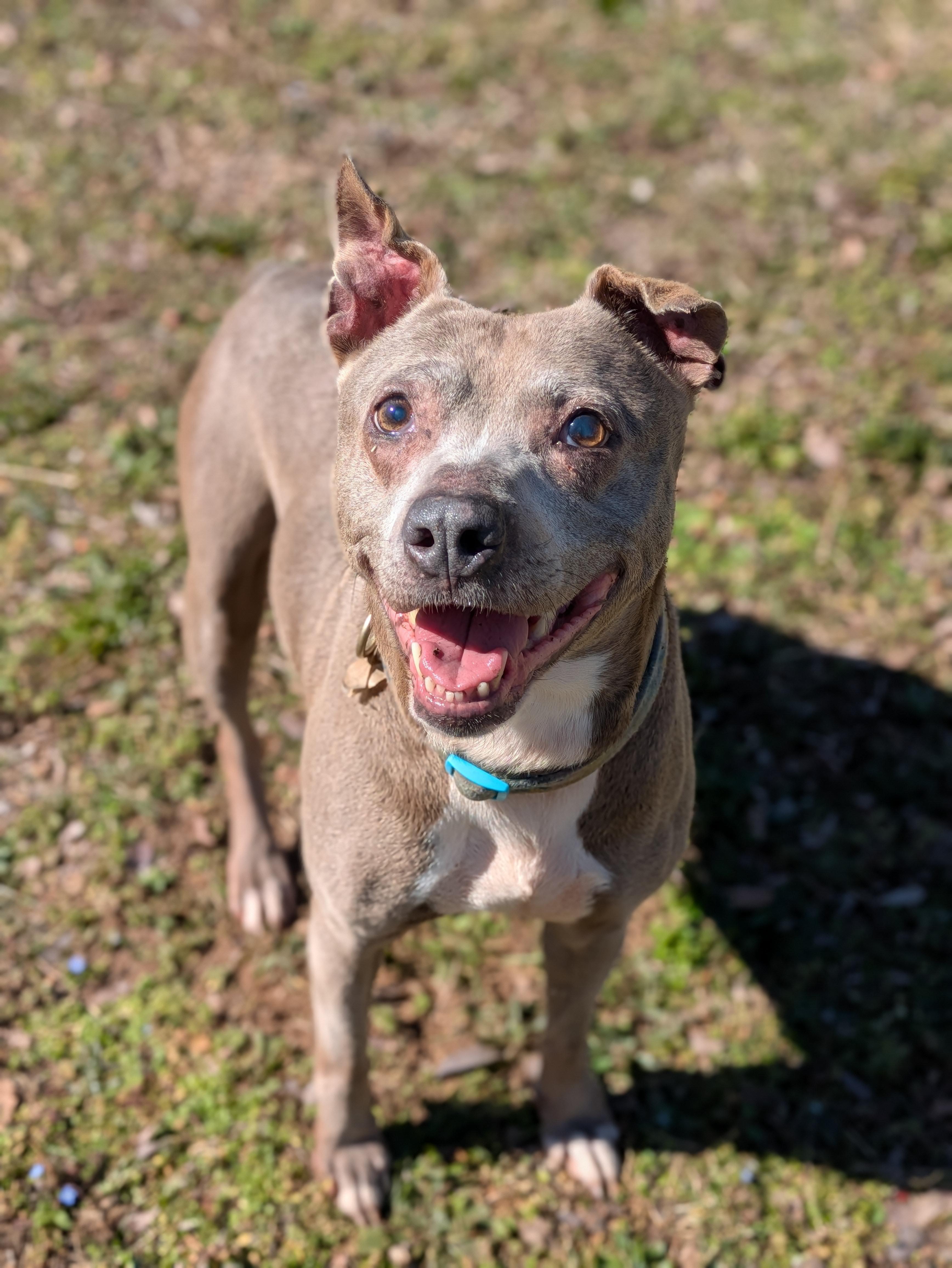 Oma, Adoptable, Adult Female Terrier.
