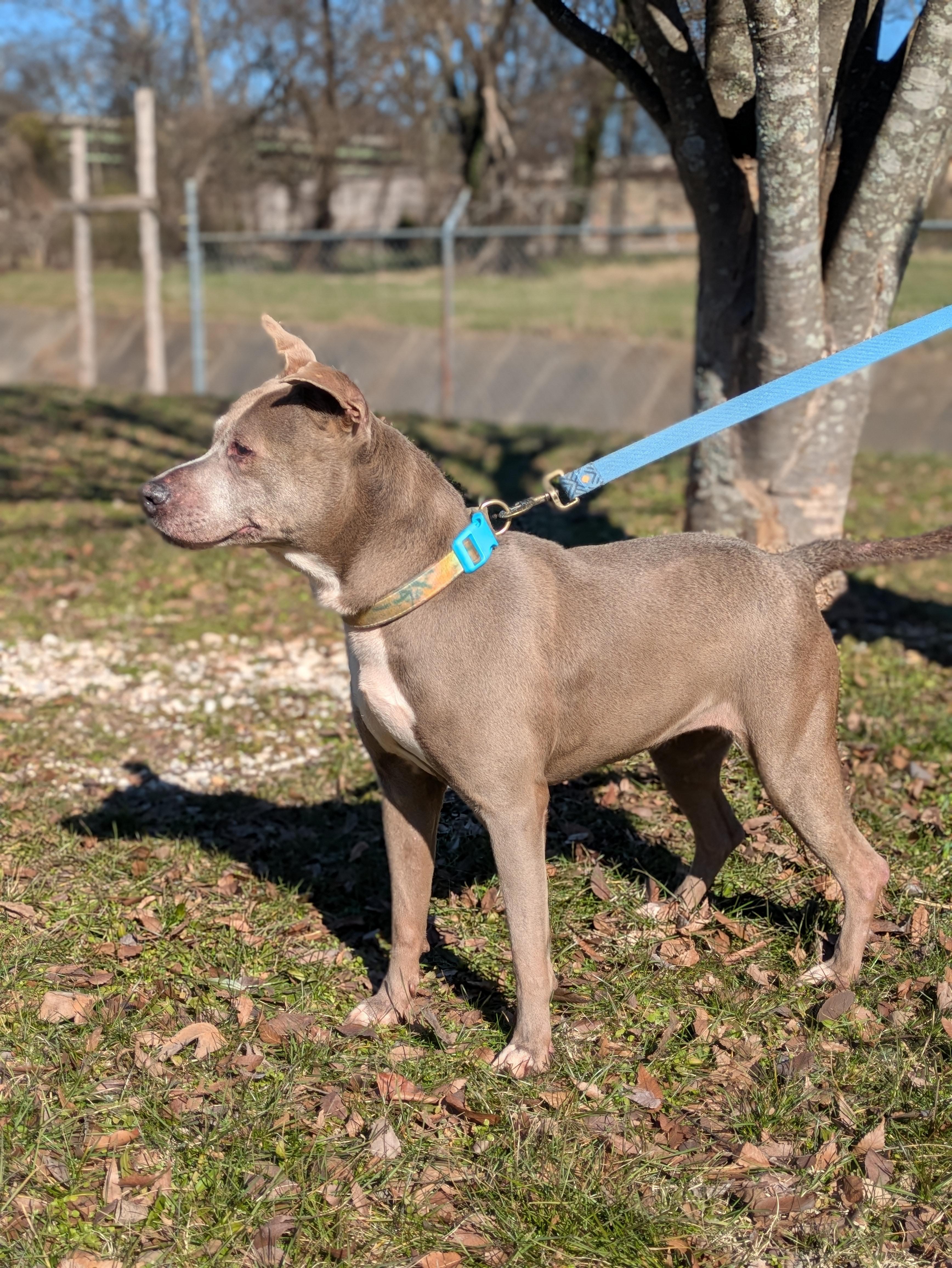 Oma, a Adoptable Terrier in Huntsville, AL image 6/6