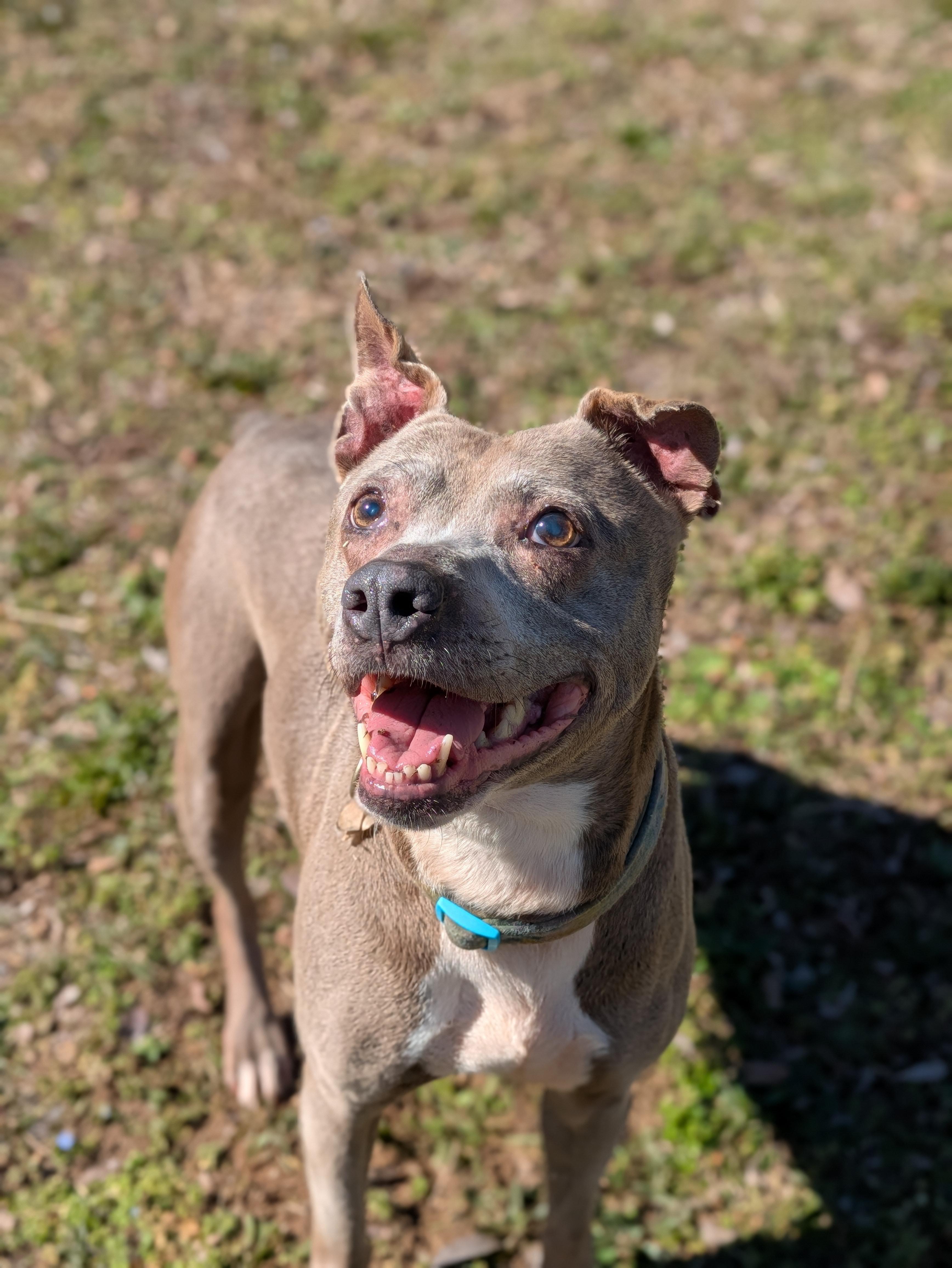 Oma, a Adoptable Terrier in Huntsville, AL image 2/6