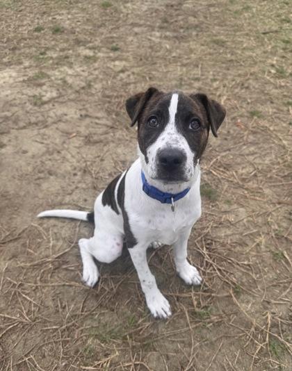 3552B Bug, Adoptable, Young Female American Staffordshire Terrier & Mixed Breed.