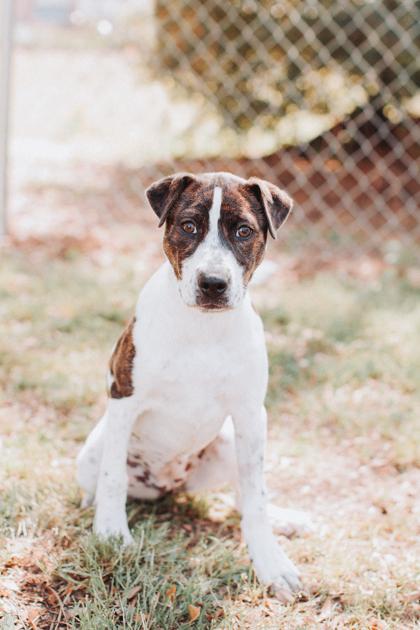 Enlarge 3552B Bug, a Adoptable mixed breed in North Charleston, SC image 2/3