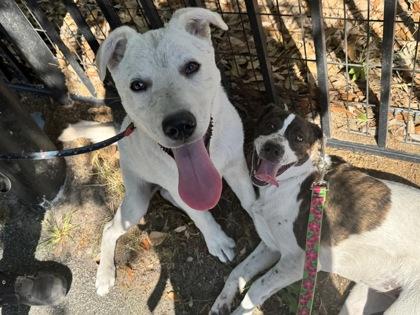 Enlarge 3552B Bug, a Adoptable mixed breed in North Charleston, SC image 3/3