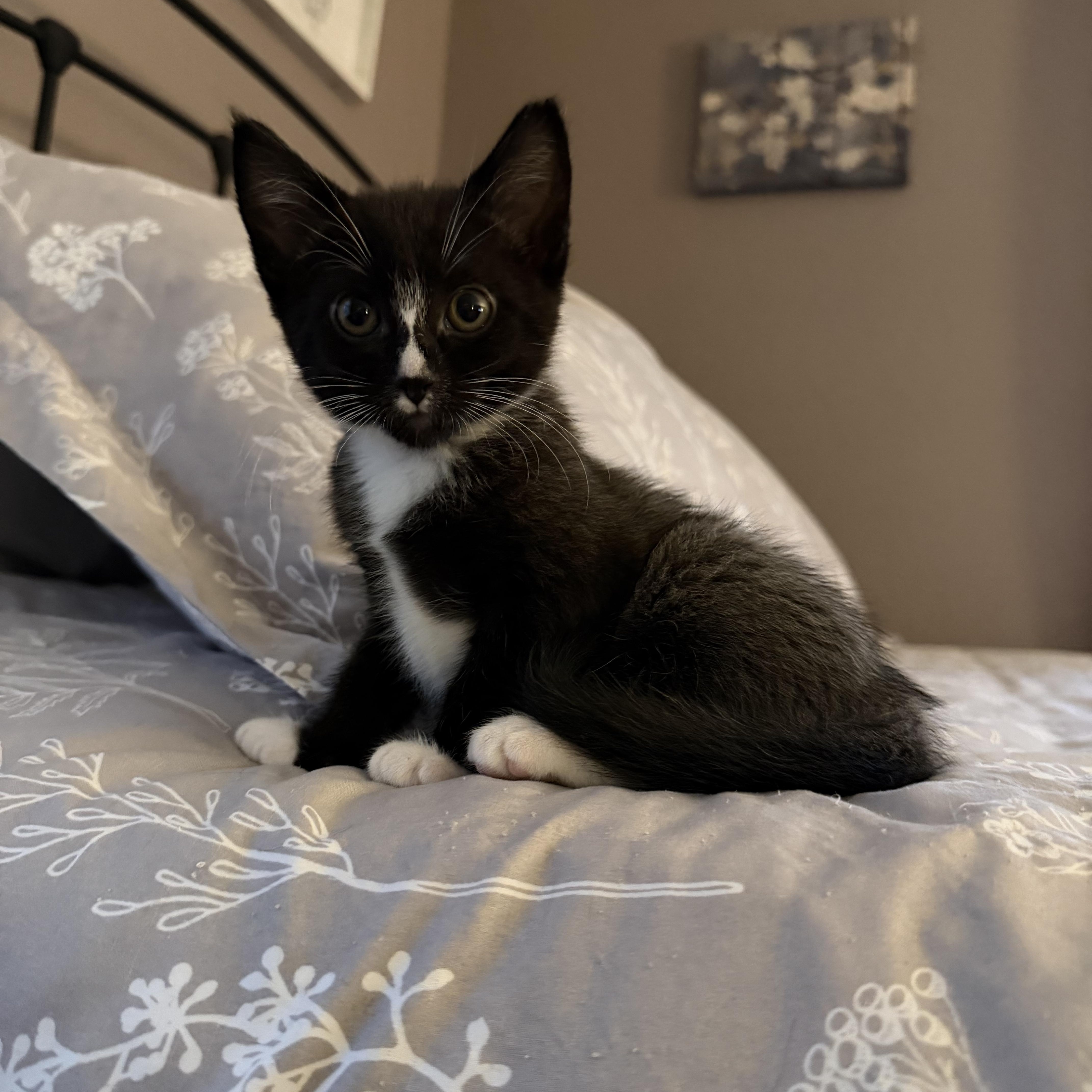 Enlarge Monte Cristo , an adopted Domestic Short Hair in Lacona, NY image 5/5