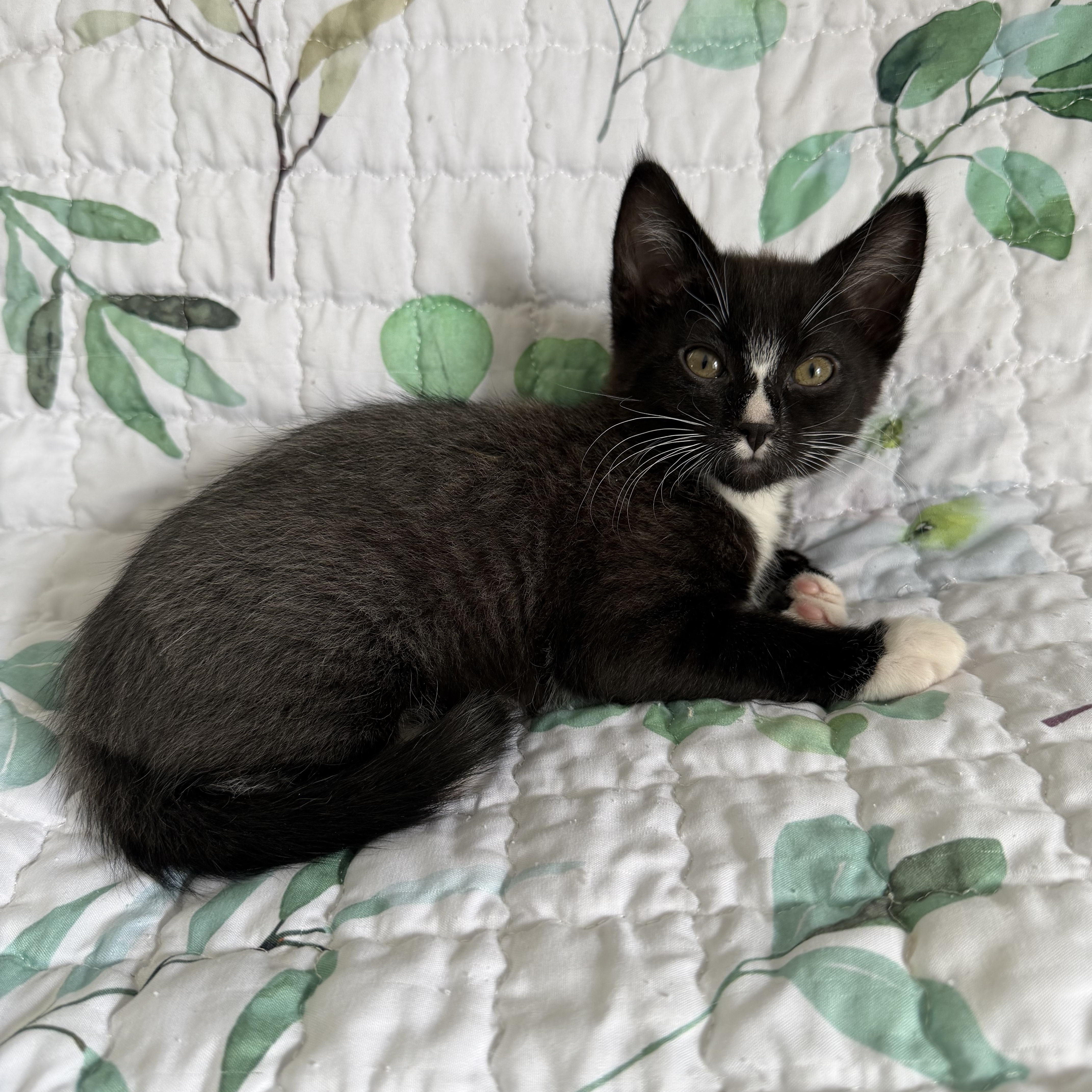 Enlarge Monte Cristo , an adopted Domestic Short Hair in Lacona, NY image 2/5