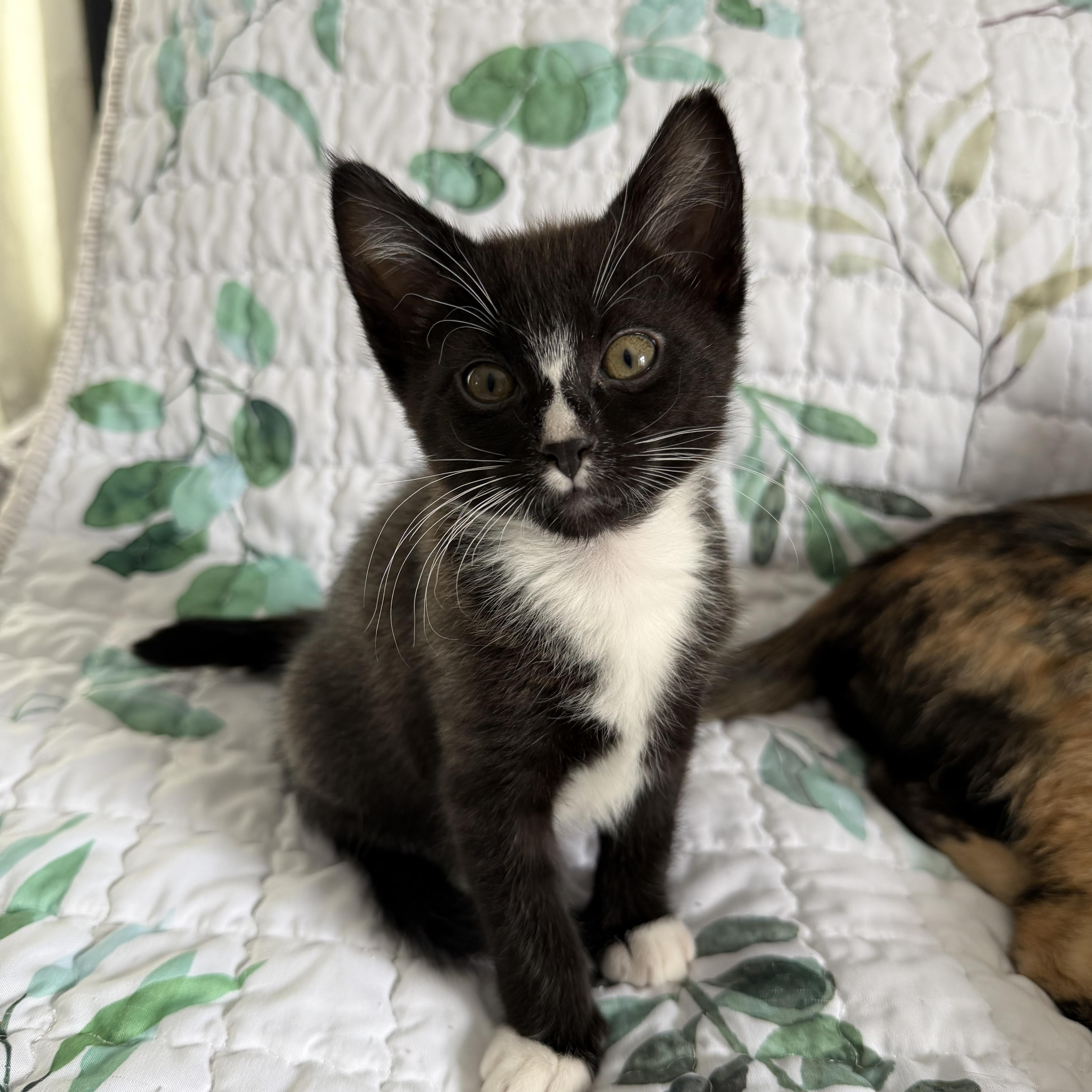 Enlarge Monte Cristo , an adopted Domestic Short Hair in Lacona, NY image 1/5