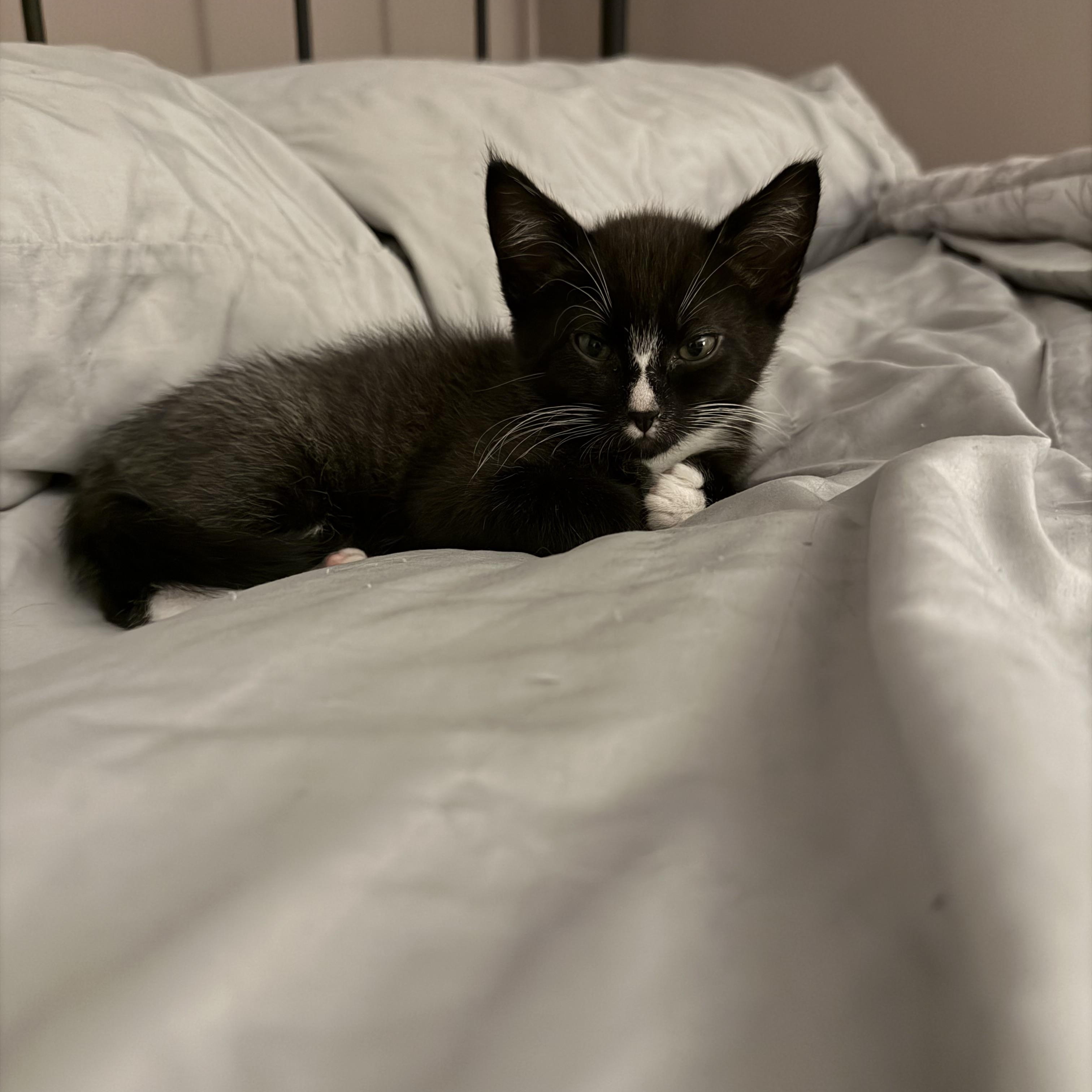 Enlarge Monte Cristo , an adopted Domestic Short Hair in Lacona, NY image 3/5