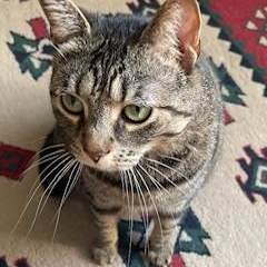 Enlarge SASSAFRAS, a ADOPTABLE Tabby in Wilmington, OH image 4/4