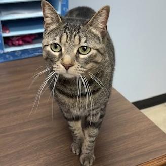 SASSAFRAS, ADOPTABLE, Adult Female Tabby.