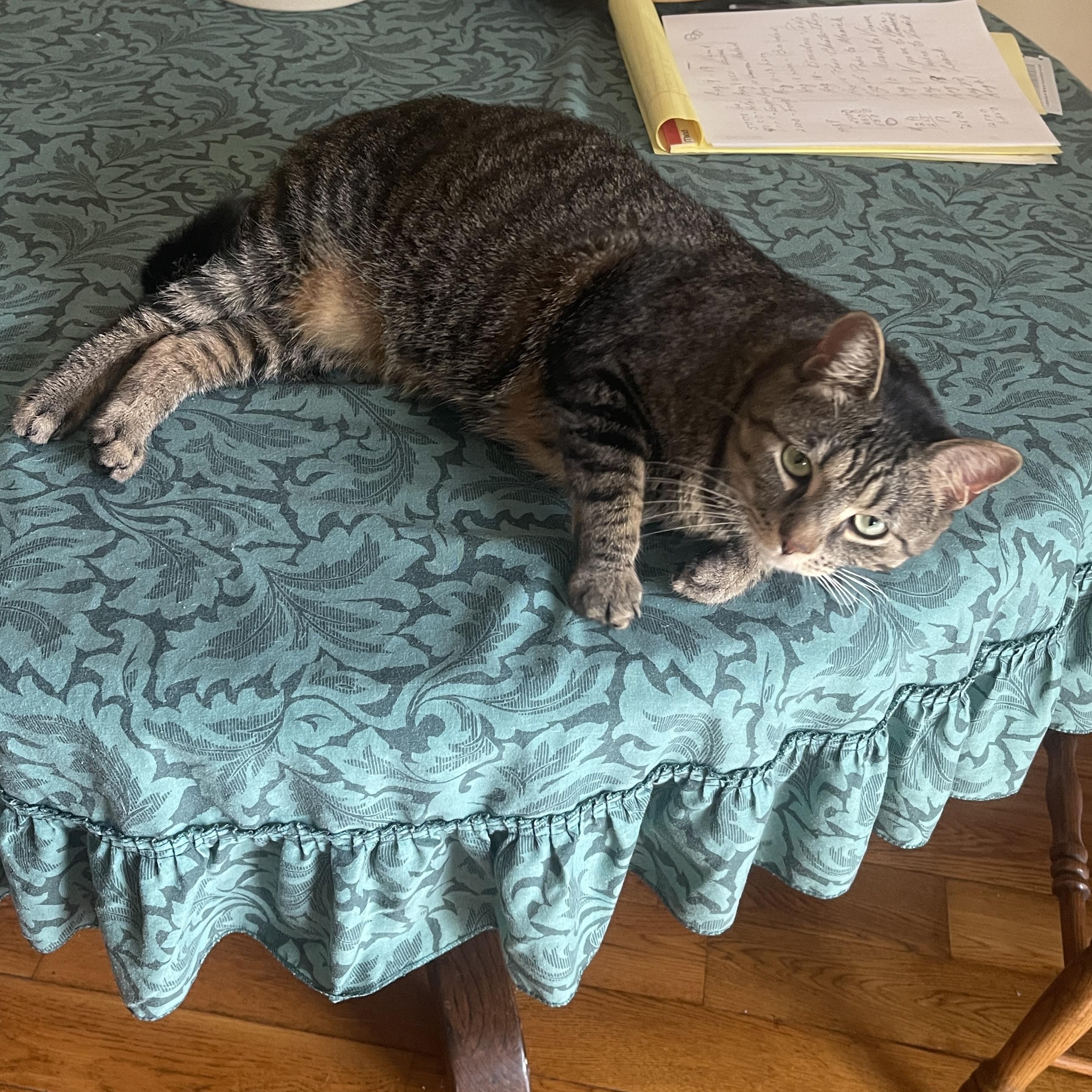 Enlarge SASSAFRAS, a ADOPTABLE Tabby in Wilmington, OH image 3/4