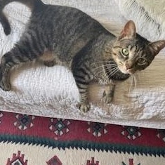 Enlarge SASSAFRAS, a ADOPTABLE Tabby in Wilmington, OH image 2/4